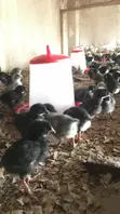 Day Old Plymouth Chickens - 2