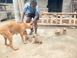 0-1 Month Male Boer Puppy