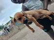 0-1 Month Male Boer Puppy - 2