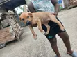 0-1 Month Male Boer Puppy - 3