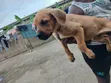 0-1 Month Male Boer Puppy - 4