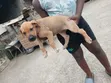 0-1 Month Male Boer Puppy - 5