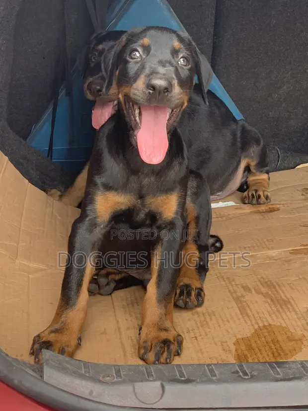 Purebred Doberman Pinscher Puppy - 3-6 Months - 1