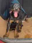 Purebred Doberman Pinscher Puppy - 3-6 Months - 1