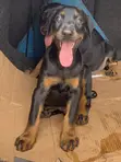 Purebred Doberman Pinscher Puppy - 3-6 Months - 2
