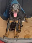 Purebred Doberman Pinscher Puppy - 3-6 Months - 3
