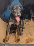Purebred Doberman Pinscher Puppy - 3-6 Months - 4