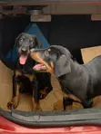 Purebred Doberman Pinscher Puppy - 3-6 Months - 5