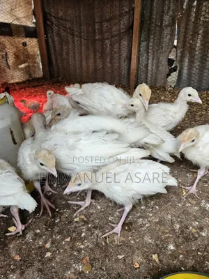 Turkeys for Sale