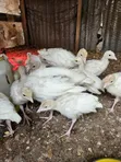 Turkeys for Sale - 1