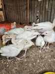 Turkeys for Sale - 2