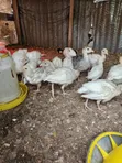 Turkeys for Sale - 3