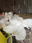 Turkeys for Sale - 4