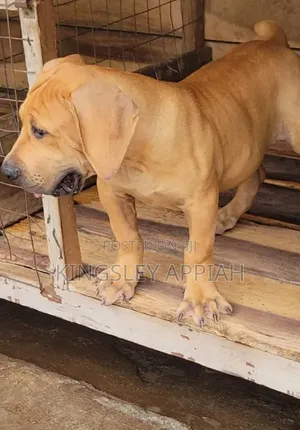 Purebred Boerboel Puppies - Female, 1-3 Months