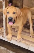 Purebred Boerboel Puppies - Female, 1-3 Months - 2