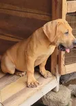 Purebred Boerboel Puppies - Female, 1-3 Months - 3
