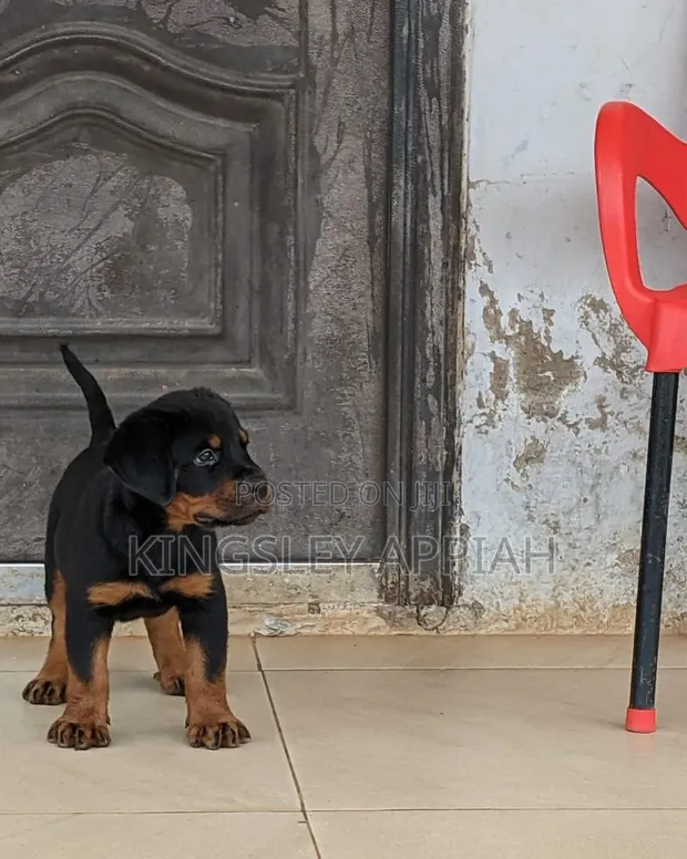 Female Purebred Rottweiler Puppy (1-3 Months) - 1