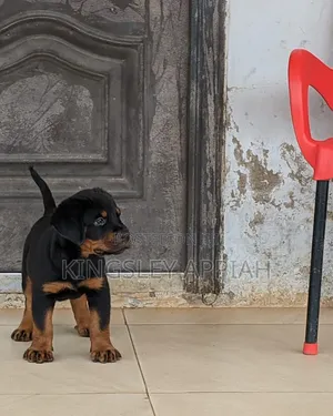 Female Purebred Rottweiler Puppy (1-3 Months)