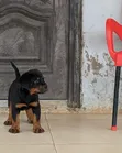 Female Purebred Rottweiler Puppy (1-3 Months) - 1