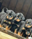 Female Purebred Rottweiler Puppy (1-3 Months) - 2