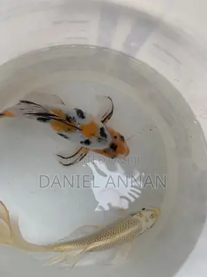 Koi Fish for Sale