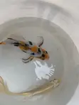Koi Fish for Sale - 1