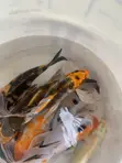 Koi Fish for Sale - 2