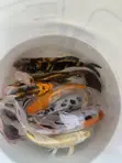 Koi Fish for Sale - 3
