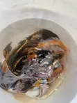 Koi Fish for Sale - 4