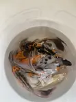 Koi Fish for Sale - 5