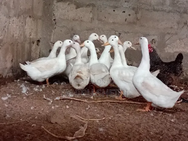 Healthy White Pekin Ducks for Sale - 1