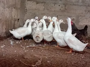 Healthy White Pekin Ducks for Sale