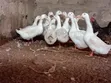 Healthy White Pekin Ducks for Sale - 2