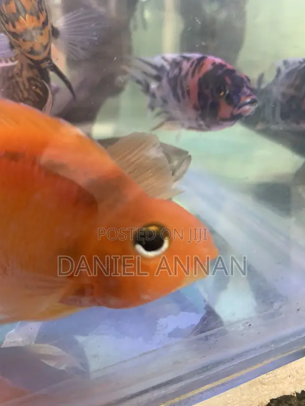 Freshwater Aquarium Fish - 1