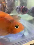 Freshwater Aquarium Fish - 1