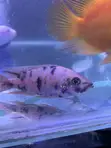 Freshwater Aquarium Fish - 2