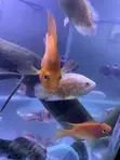 Freshwater Aquarium Fish - 3