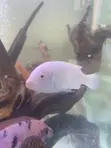 Freshwater Aquarium Fish - 4