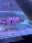 Freshwater Aquarium Fish - 5
