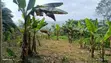 Registered Land for Sale in Aburi - 3
