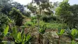 Registered Land for Sale in Aburi - 4