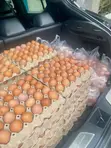Prestige Poultry Eggs - 2
