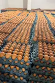 Prestige Poultry Eggs - 3