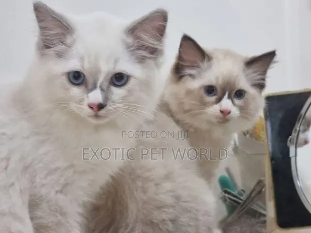 1-3 Month Old Female Purebred Ragdoll Kitten - 1