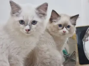 1-3 Month Old Female Purebred Ragdoll Kitten