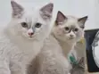 1-3 Month Old Female Purebred Ragdoll Kitten - 1