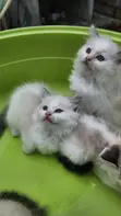 1-3 Month Old Female Purebred Ragdoll Kitten - 2