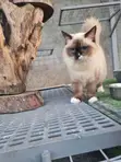 1-3 Month Old Female Purebred Ragdoll Kitten - 4