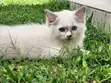 1-3 Month Old Female Purebred Ragdoll Kitten - 5