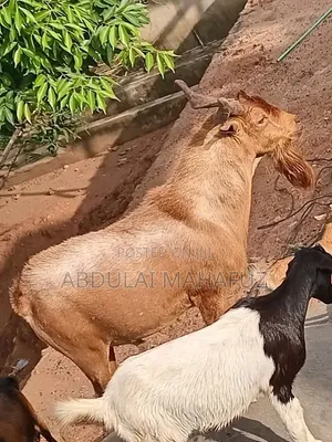 Goats for Sale